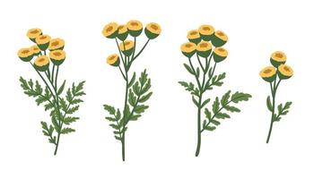 wilde Rainfarn-Blumen gesetzt. Tanacetum vulgare. blühende krautige Heilpflanze, gelbe Kräuter und Blumen. flache vektorillustration lokalisiert auf weißem hintergrund vektor