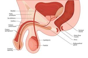 männliche Fortpflanzungssystem. Penis medizinische Vektorillustration. vektor