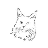 maine coon katt vektor skiss