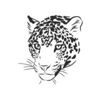 leopard vektor skiss