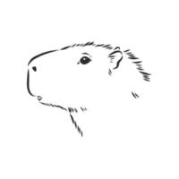 Capybara-Vektorskizze vektor