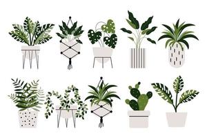 satz von heimischen tropischen pflanzen in töpfen, boden und hängend. Symbole, Pflanzenschutz, Vektor