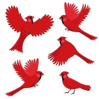 vogel roter kardinal in verschiedenen positionen. isoliert auf weißem Hintergrund vektor