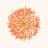 orangefarbene Blume isoliert auf flachem Hintergrund vektor
