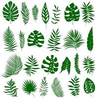 Satz tropischer Blätter in Silhouetten. Palme, Monstera, Bananenbaum, Farn. vektor