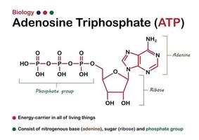 Das biologische Diagramm zeigt die Struktur von Adenosintriphosphat oder ATP als Energiesubstanz im lebenden Organismus vektor