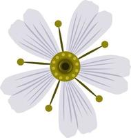 cerastium Schnee im Sommer Blumenvektorkunst für Grafikdesign und dekoratives Element vektor