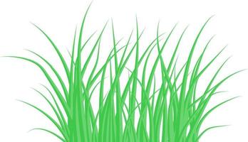 grünes Gras. das Buschgras. Vektor-Illustration. vektor