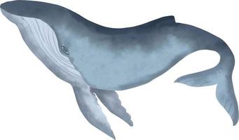 aquarell blauer buckelwal. hand gezeichnete vektorillustration des großen unterwassersäugetieres. isoliertes Objekt auf weißem Hintergrund. Meeres- und Ozeanfauna vektor