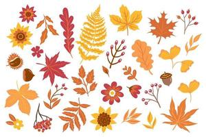 Blätter im Herbst, Blumen, Beeren isoliert auf weißem Hintergrund. Vektorgrafiken. vektor