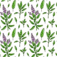 seamless mönster med salvia blad och blommor. handritade grönsaker och bladgrönsaker. vektor illustration i färgad skiss stil