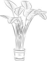 isolierte baumrosenblume handzeichnung strichzeichnungen mit blättern vektor