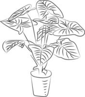 isolierte baumrosenblume handzeichnung strichzeichnungen mit blättern vektor