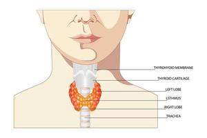 Ront-Blick auf die Schilddrüse und die Luftröhre auf weißem Hintergrund. Symbol für die Anatomie der menschlichen Körperorgane mit Beschreibung. Schilddrüsendiagramm Zeichen. vektor