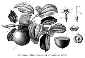 Botanische Illustration von Strychnin handgezeichneten Vintage-Gravur-Stil Schwarz-Weiß-Clipart einzeln auf weißem Hintergrund vektor