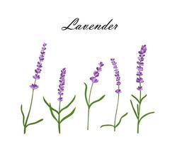 samling av lavendel flowers.vector illustration av lavendel blommor isolerad på vit bakgrund vektor