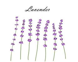 samling av lavendel flowers.vector illustration av lavendel blommor isolerad på vit bakgrund vektor