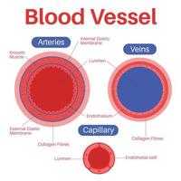 blodkärl i människokroppen. vektor