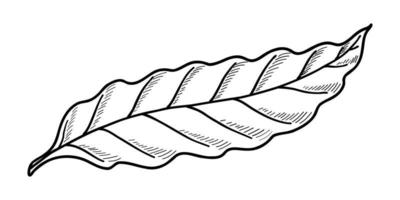 Vektor-Illustration eines Kaffeeblattes isoliert auf weißem Hintergrund. Gekritzelzeichnung von Hand vektor