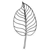 tropiska palmblad i skiss stil, isolerade vektorillustration. lämna av palm i linjär doodle stil. botaniskt minimalistiskt tryck av exotiska lämnar, skissdesign. vektor