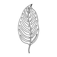 tropischer palmenurlaub im skizzenstil, isolierte vektorillustration. Blätter der Palme im linearen Doodle-Stil. Botanischer minimalistischer Druck aus exotischen Blättern, Skizzendesign. vektor