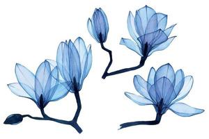 Aquarellzeichnung. Set aus transparenten Magnolienblüten in Blau. transparente Blumen isoliert auf weißem Hintergrund. sammlung von elementen für die gestaltung von hochzeiten, kosmetik und parfums