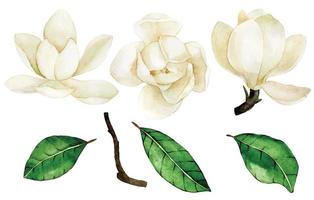 Aquarellzeichnung. Reihe von Magnolienblüten und -blättern. Vintage zarte Zeichnung weiße Magnolienblüten vektor