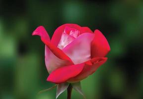 realistische ehrfürchtige rote rosenblume mit hintergrund vektor