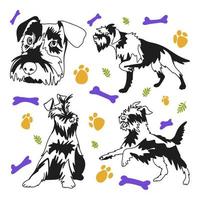 schnauzer ras hund set, roliga valpar i olika poser, doodle vektor