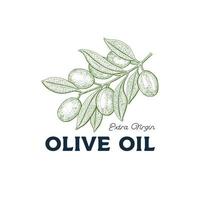 handgezeichnete extra natives Olivenöl Design vektor