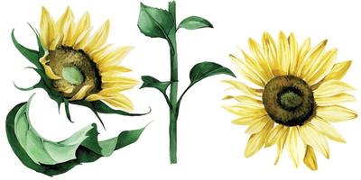 akvarell illustration. uppsättning cliparts av solrosblommor. blommor och blad av solros isolerad på vit bakgrund. hösttema, skörd, tacksägelse vektor