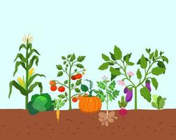 Ernte von Gemüsekartoffeln, Mais, Kürbissen, Tomaten und verschiedenem Gemüse im Boden. vektorillustration im flachen stil. landwirtschaftlicher Anbau von Gemüse. vektor