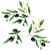 aquarellzeichnungssatz von zweigen, blättern, olivenfrüchten. realistische Handzeichnung isoliert auf weißem Hintergrund schmeichelnde Olive mit schwarzen Oliven. Design Naturprodukte, Olivenöl, Kosmetik. vektor