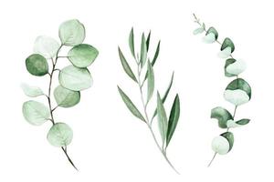 stock illustration aquarellzeichnung. handgezeichnete Eukalyptus- und Olivenblätter und -zweige. ClipArt für Hochzeitsdekoration isoliert auf weißem Hintergrund vektor