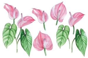 aquarellzeichnung, tropische blumen und blätter von anthurium. tropische waldpflanzen, rosa blumen und blätter lokalisiert auf weißem hintergrund, sammlung. Gestaltungselement für Stoff, Tapete vektor