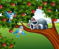 tecknad tvättbjörn sova på äppelträdet vektor