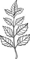 blad växt trädlinje ritning illustration symbol vektor