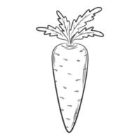 morot. en grönsak i linjär stil, ritad för hand. livsmedelsingrediens, designelement.lineart. svart och vit vektorillustration. isolerad på en vit bakgrund vektor