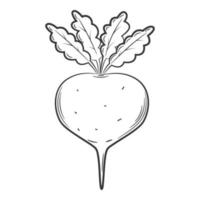 Rübe. ein Gemüse im linearen Stil, von Hand gezeichnet. lebensmittelzutat, design element.lineart. Schwarz-Weiß-Vektor-Illustration. isoliert auf weißem Hintergrund vektor