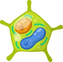 växtens gröna cell. element av biologi. vektor