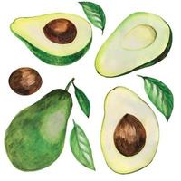 lager illustration. akvarell ritset av avokado, avokado cutaway grop och avokado blad. isolerad på vit bakgrund vektor