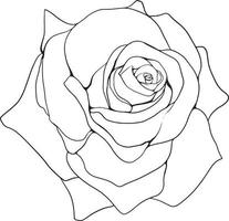 rose line art floral line art rose flower line art vektorillustration für einladungen, karten usw. vektor