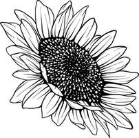 Sonnenblumen-Strichzeichnungen Sonnenblumenblumen-Vektorzeichnungssatz. von Hand gezeichnete Illustration lokalisiert auf weißem Hintergrund. botanische skizze im vintage-stil. vektor