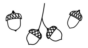 uppsättning av isolerade doodle ekollon. disposition vektor illustration av hösten ekollon