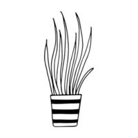 chlorophytum i en kruka ikon handritad. , minimalism, skandinavisk, monokrom, nordisk klistermärke växtblomma vektor