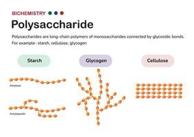 biokemidiagram visar strukturen av polysackarider såsom stärkelseamylos och amylopektin, glykogen och cellulosa, bildad av monosackaridsocker vektor