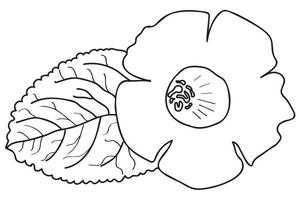 Gesneriaceae in schwarzer Umrandung ist für Tätowierung, Färbung, Karten, Druck, Valentinstag, 8. März bestimmt und Sie können es in verschiedenen Fällen verwenden vektor