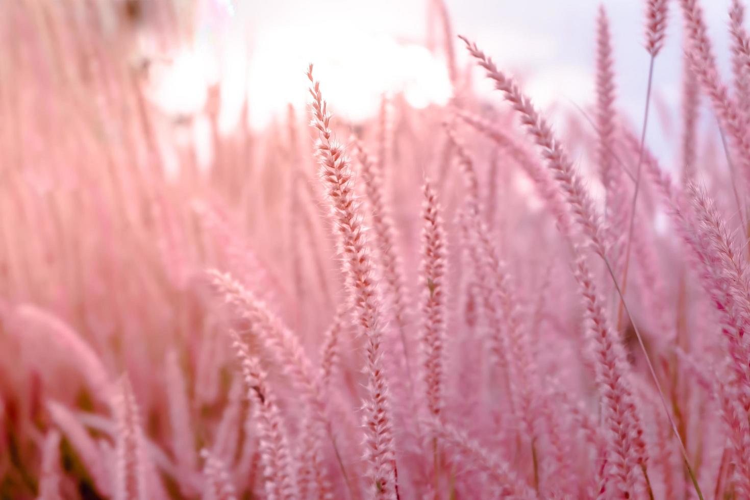 fleur de fleur d'herbe sauvage, floue, belle croissance et fleurs sur prairie sur fond rose pastel flou photo