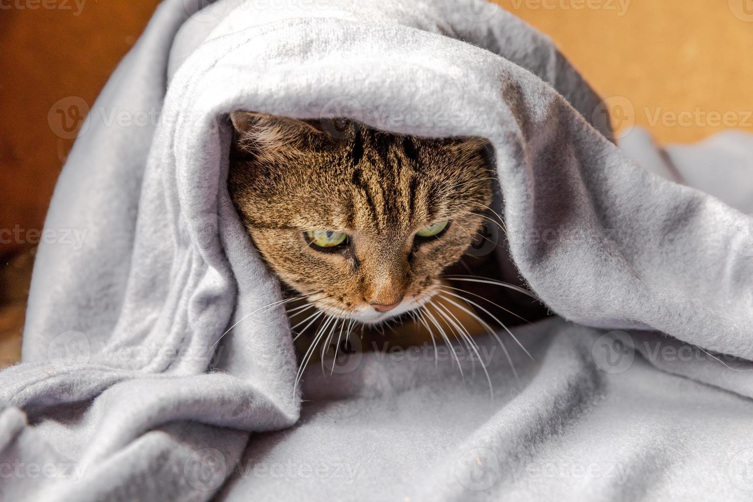 drôle de chat tigré domestique arrogant allongé sur un canapé sous un plaid à l'intérieur. chaton se reposant à la maison en se cachant au chaud sous une couverture par temps froid d'automne automne hiver. concept d'humeur hygge de la vie des animaux de compagnie. photo