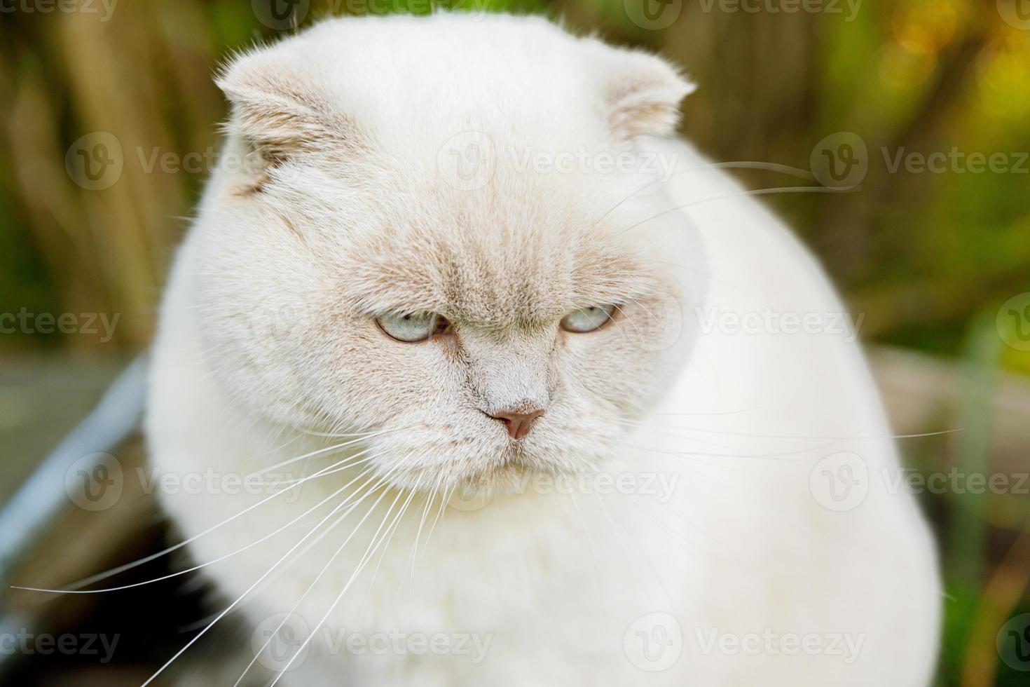 drôle de portrait de chaton blanc domestique à poil court sur fond vert d'arrière-cour. chat britannique marchant à l'extérieur dans le jardin le jour de l'été. concept de santé et d'animaux de soins pour animaux de compagnie. photo